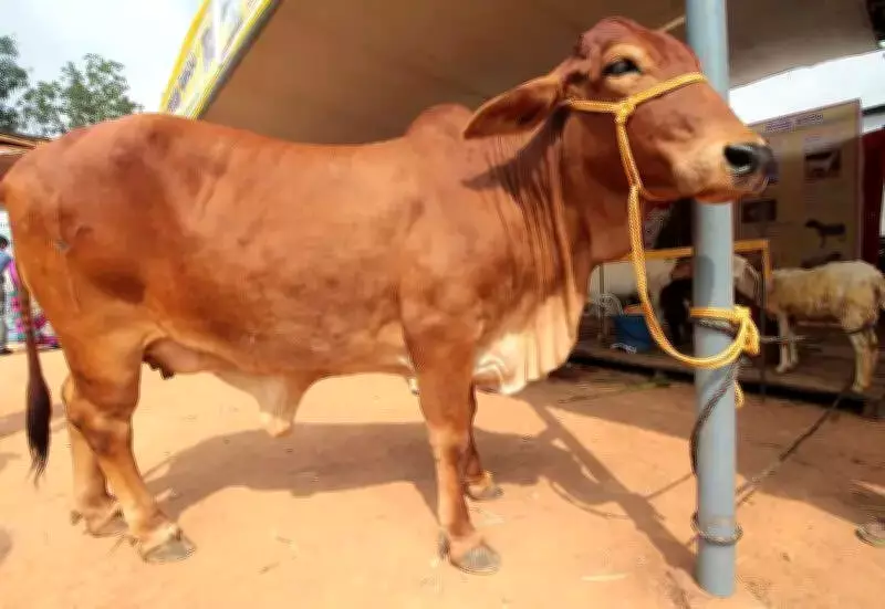 Punjab Animal Husbandry Department Seizes 30 Litres of Illegal Bovine Semen in Muktsar