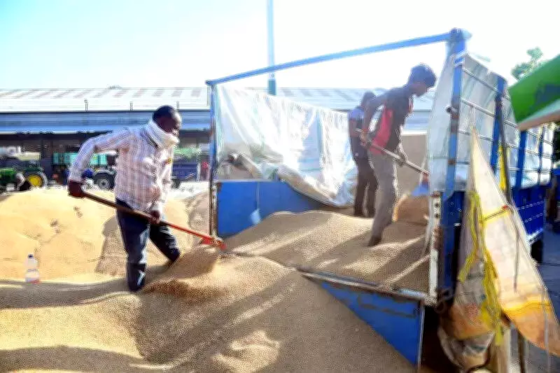 Punjab Farmers Announce Protests Over Wheat Procurement Delays Amid Crop Damage