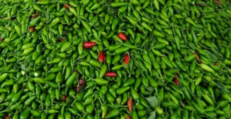 Punjab Farmers Launch Green Chilli Exports to Middle East from Ferozepur