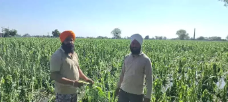 Punjab Farmers Slam Govt's 'Selective' Satellite Use After Crop Loss
