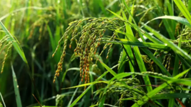 Punjab Rice Exporters Urge Central Government to Establish Barter Trade with Iran