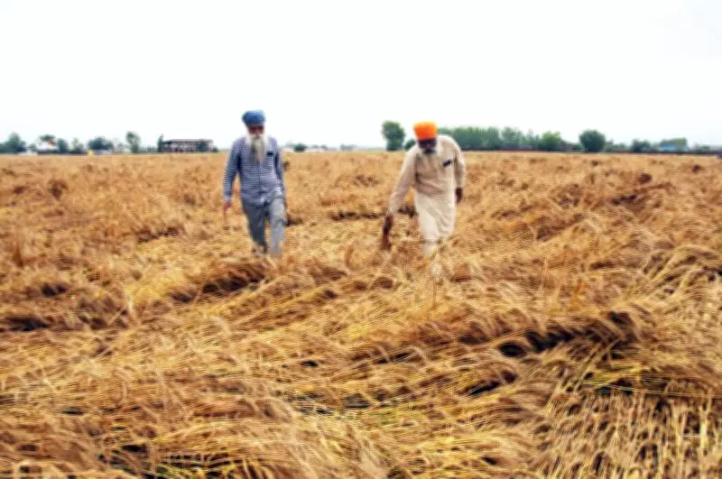 Punjab Seeks Wheat Procurement Norms Relaxation, Citing Rajasthan Precedent
