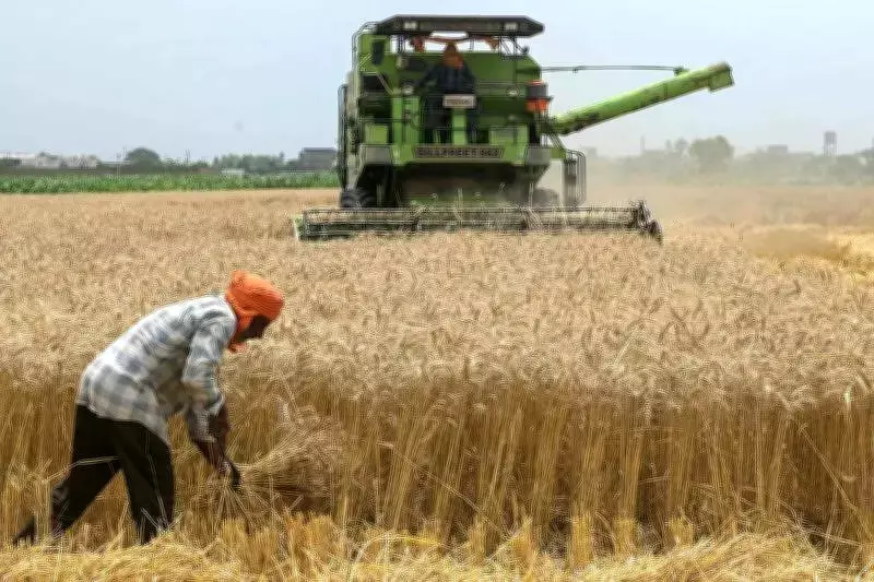 Punjab Wheat Procurement Surges Past 1 Million Tonnes for Second Day