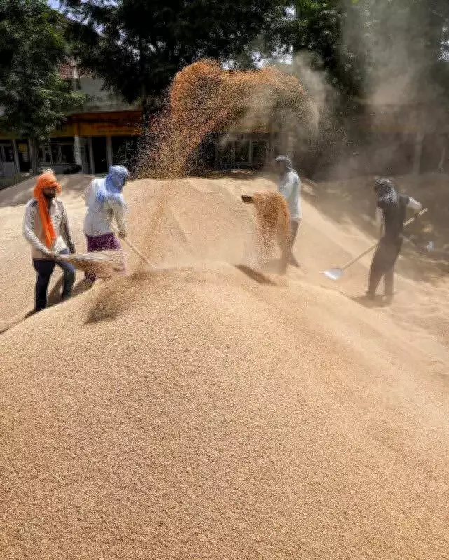 Punjab Wheat Procurement Surpasses 10 Lakh MT for Fourth Day, Lifting Lags