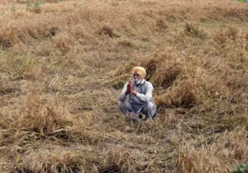 Punjab's Wheat Crisis Deepens as Record Rainfall Devastates Crops