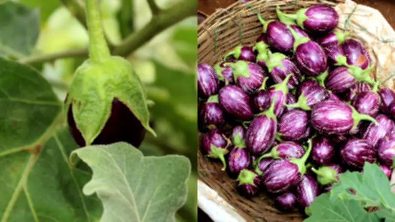 Purple vs Green Brinjal: Choose the Right One for Bharta, Fry, or Sabzi