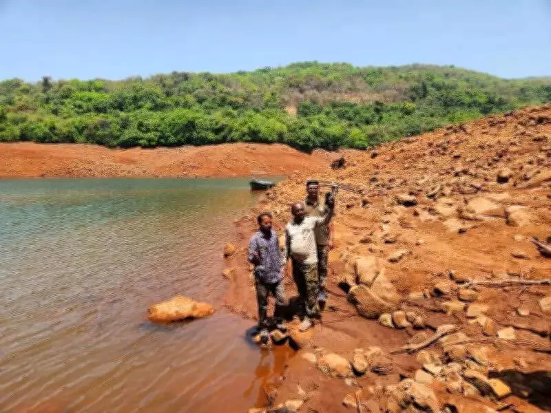 Radio Collars Removed from Translocated Tigresses in Sahyadri Tiger Reserve