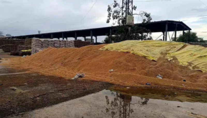 Rain damages thousands of wheat sacks at Kharkhoda grain market in Sonipat