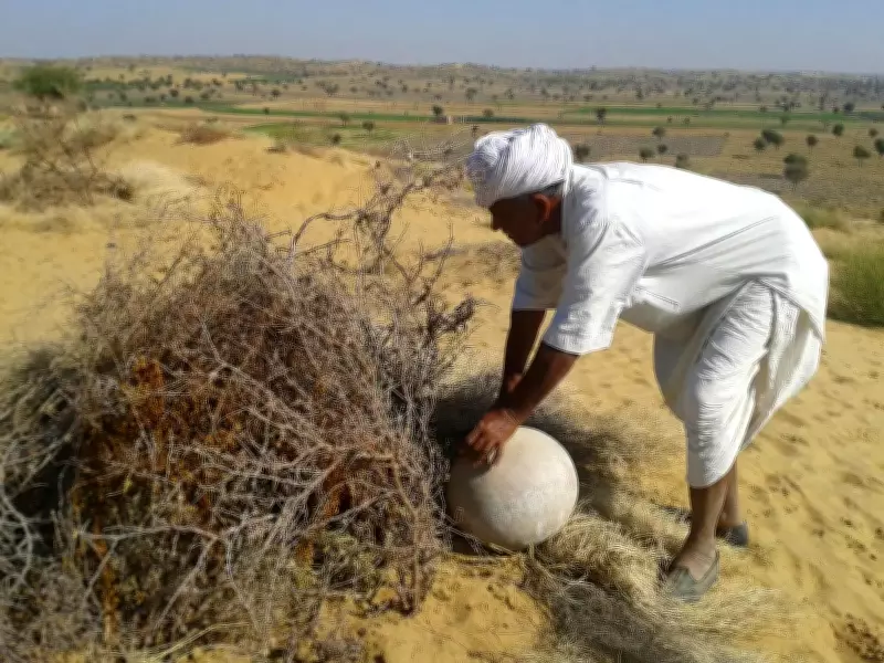 Rajasthan Farmer's 27,000 Trees Turn Desert into Green Oasis