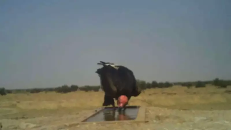 Rajasthan Forest Dept to Conduct Wildlife Census Using Waterhole Method on May 1