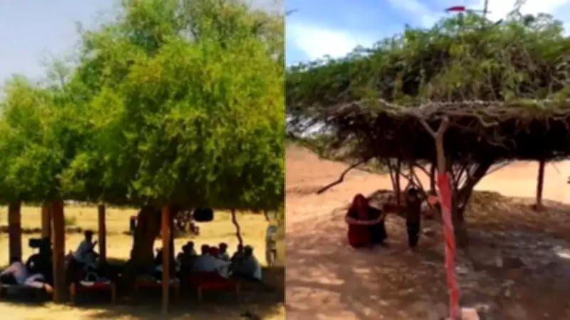 Rajasthan's 'Desi AC': Mithi Jal Trees Provide Natural Cooling Amid Heatwave