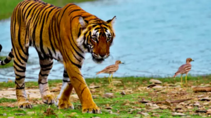 Ranthambore National Park Surges in Popularity: 5 Reasons to Visit Now