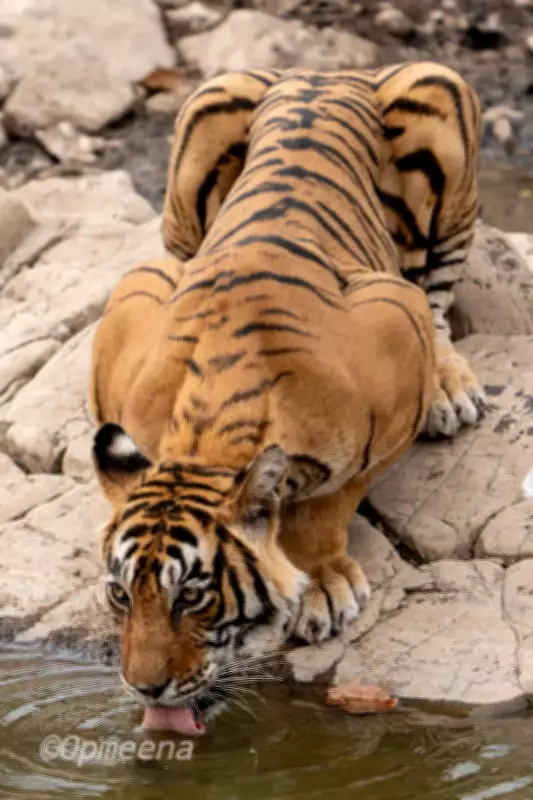 Ranthambore's Oldest Tigress T-39 Spotted Near Highway, Sparks Concern