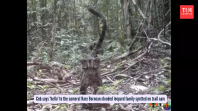 Rare Clouded Leopard Family Captured on Camera in Borneo's Jungles