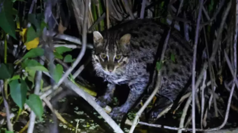 Rare Fishing Cat Spotted in Uttarakhand's Jhilmil Reserve, First-Ever Record