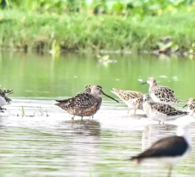 Rare Long-Billed Dowitcher Sighted at Gurgaon Wetland, 13th Record in India