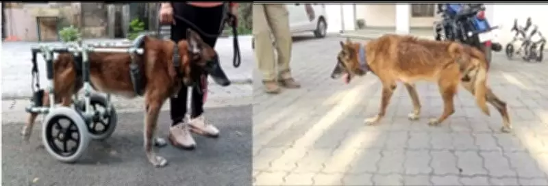 Rare Medical Feat: ITBP Vets Restore Walking in Paralysed Retired Service Dog