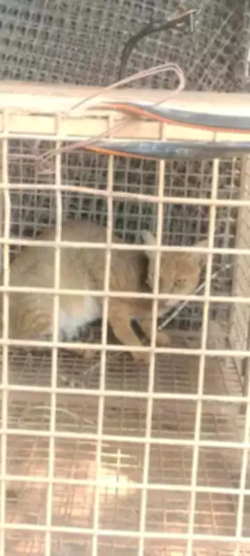 Rare Rusty-Spotted Cat Rescued from Trap in Navi Mumbai, Released into Forest