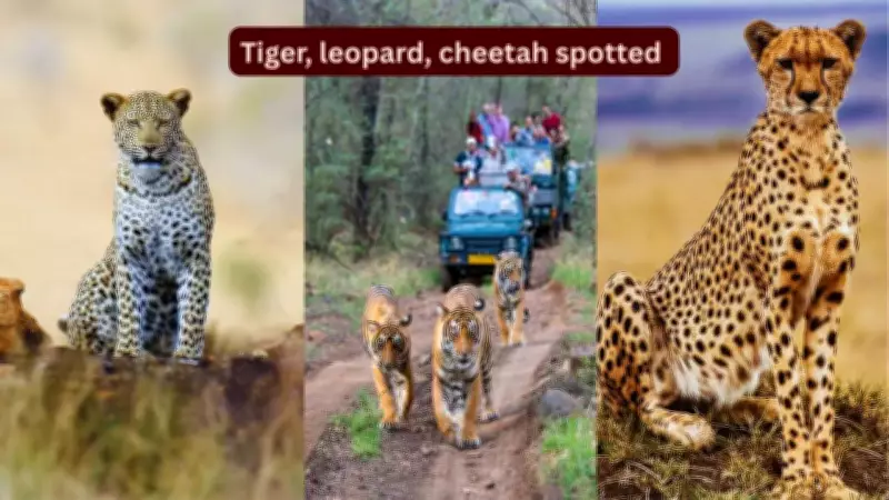 Rare Sighting of Tiger, Leopard, and Cheetah in Ranthambore National Park