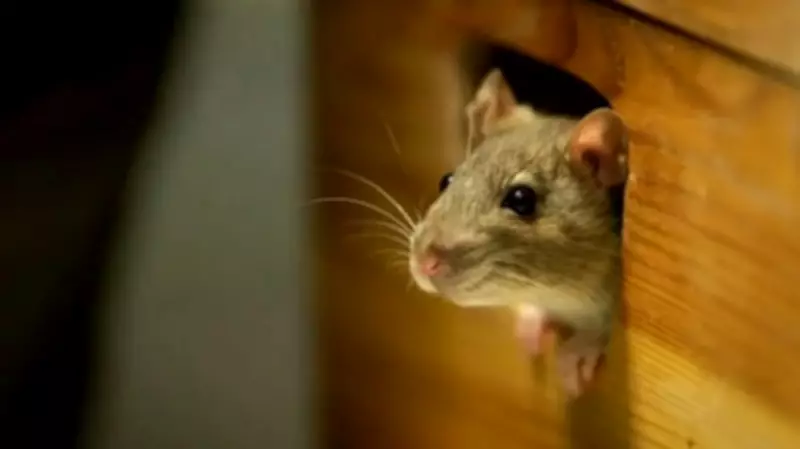 Rat Poison Found in HiPP Baby Food Jar in Austria, Police Investigation Underway