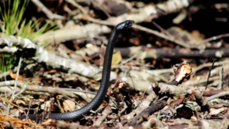 Record-Breaking Black Racer Snake: Nature's Slim Speedster Captivates Researchers