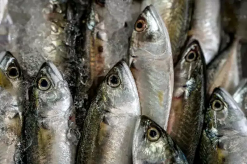 Retired Army Officer Alerts NGT Over Mass Fish Deaths in Punjab's Sutlej-Beas Confluence