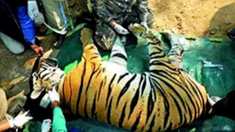 Rewilded Tiger in Satpura Dies After Poisoning and Electrocution Attempts