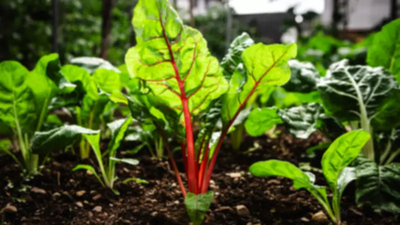 Rhubarb: The Forgotten Garden Gem That's Easy to Grow and Rewarding