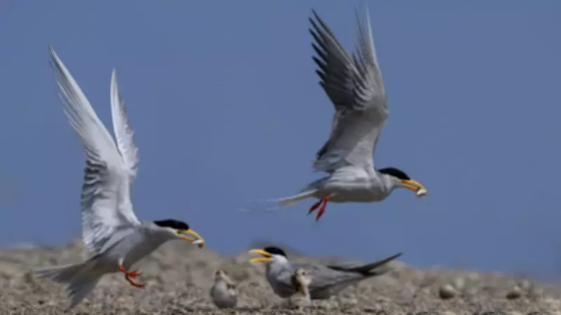 River Terns Abandon Bhadra as Weeds Destroy Nesting Islands