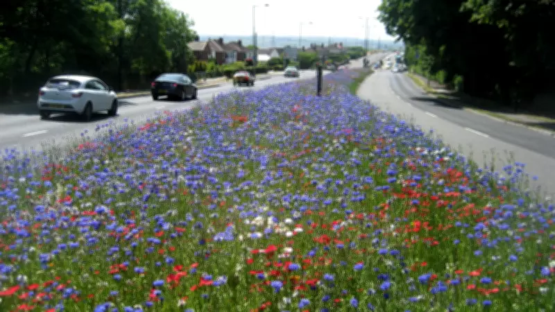 Rotherham's Wildflower Revolution: How No-Mow Policy Saved £25K and Revived Biodiversity