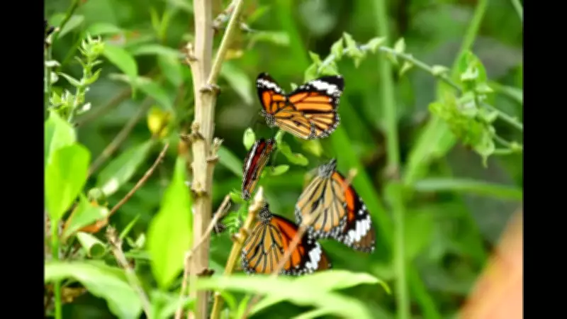 RPCAU's Butterfly Garden Hosts Over 100 Species, Boosting Biodiversity Research
