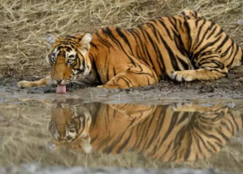 RTI Reveals Massive Backlog in Tiger Death Investigations, Raising Poaching and Governance Concerns