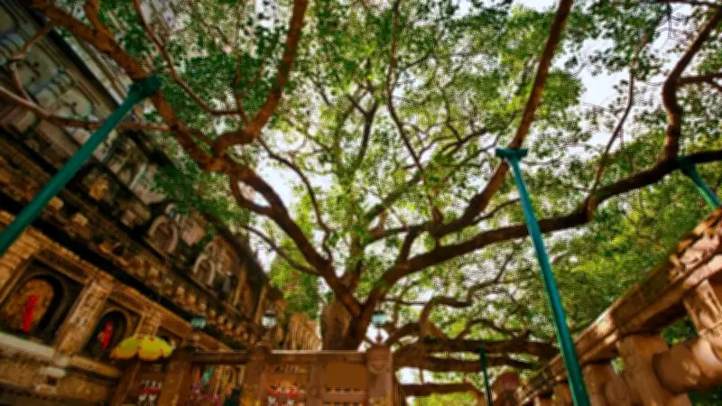 Sacred Bodhi Tree Health Check: Scientists Report Satisfactory Condition with Minor Issues