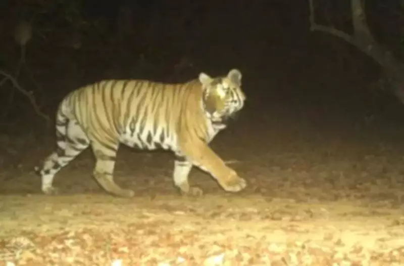 Sahyadri Tiger Reserve Population Rises to 10 as Three New Males Declared Residents