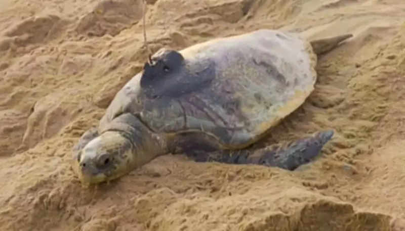 Satellite Tagging Reveals Olive Ridley Turtles' Inter-Rookery Movement in Odisha