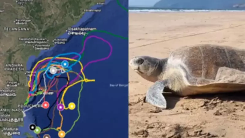 Satellite-Tracked Olive Ridley Turtles Head to Sri Lanka Dome Feeding Zone