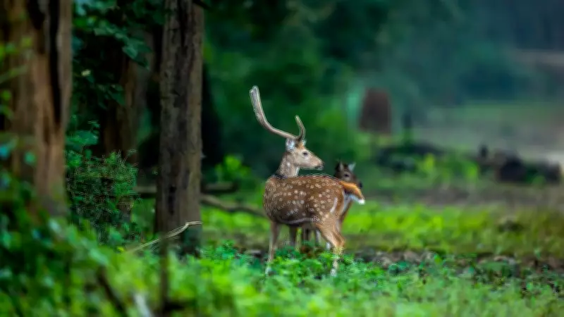 SC Allows Shifting of Deer from Delhi Park to Rajasthan