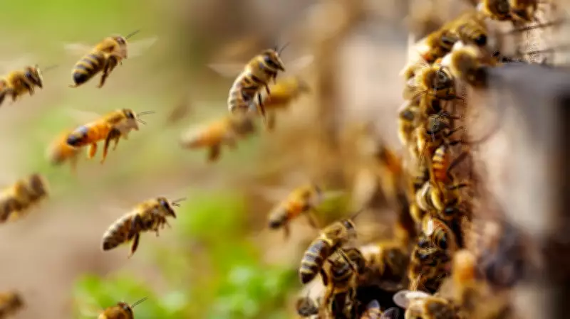 Scientists Uncover 56 Million Bees Under New York Cemetery Grounds