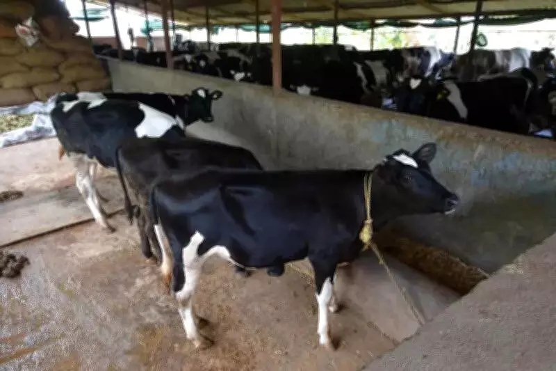 Scorching Heat in Western Maharashtra Hits Livestock, Drops Milk Yield