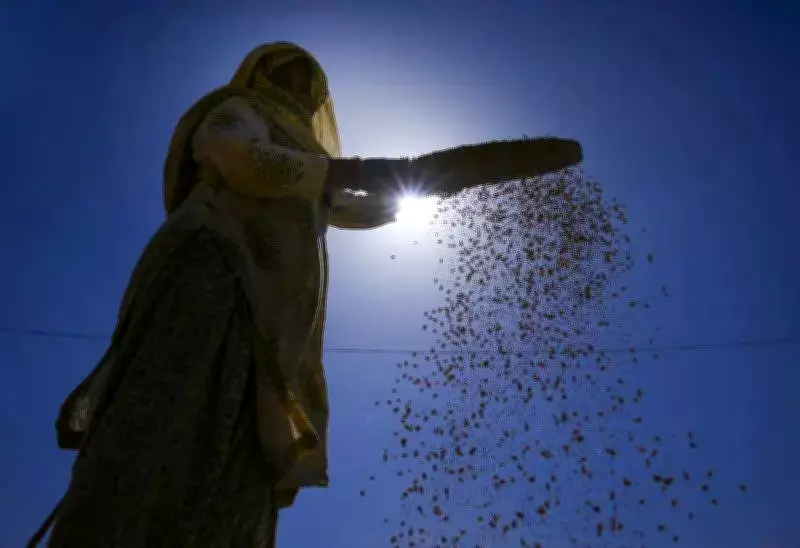 Scorching Heatwave Grips Punjab and Haryana, Temperatures Soar Past 42°C