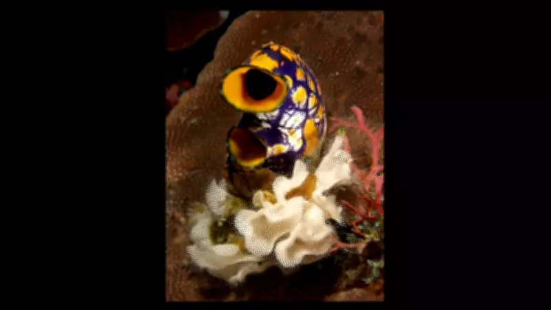 Sea Squirts: The Marine Creature That Devours Its Own Brain for Survival