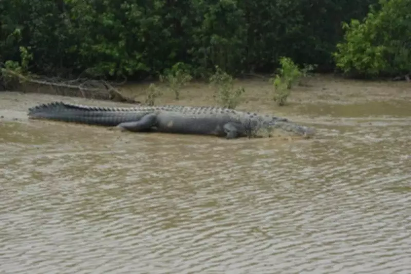 Second Crocodile Attack in Two Days Strikes Jajpur District's Kharasrota River