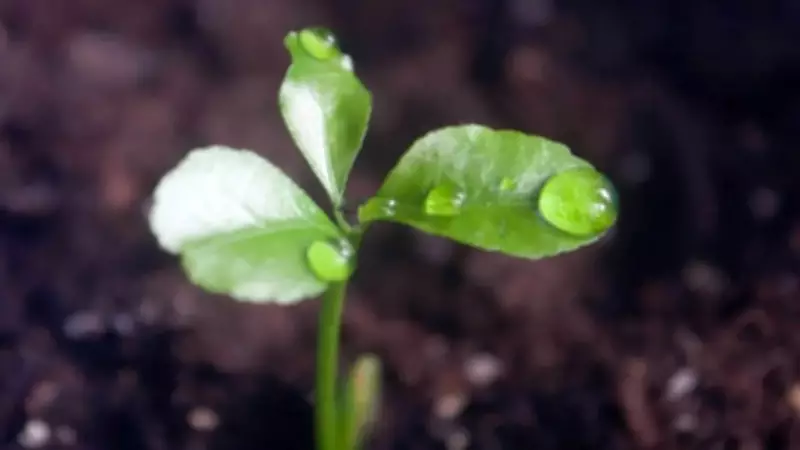 Seeds Hear Rain: Study Reveals Sound Triggers Faster Growth