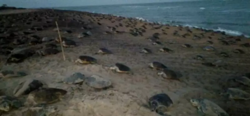 Severe Coastal Erosion at Gahirmatha Delays Olive Ridley Turtle Nesting