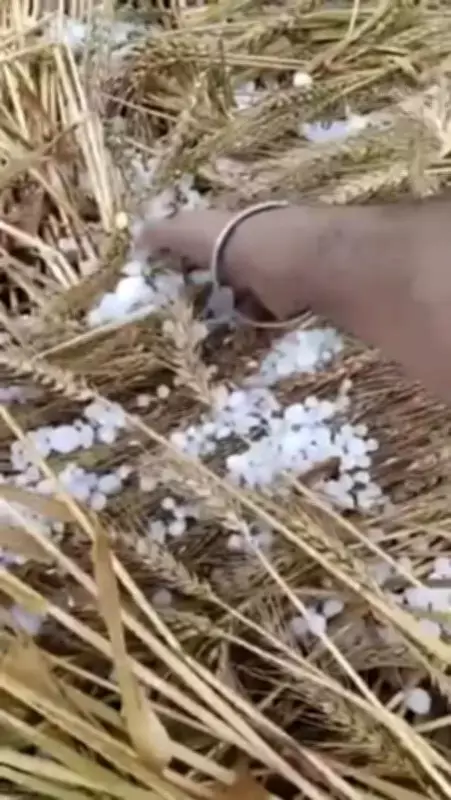 Severe Weather Ravages Punjab Wheat Crop for Second Day, IMD Warns of More