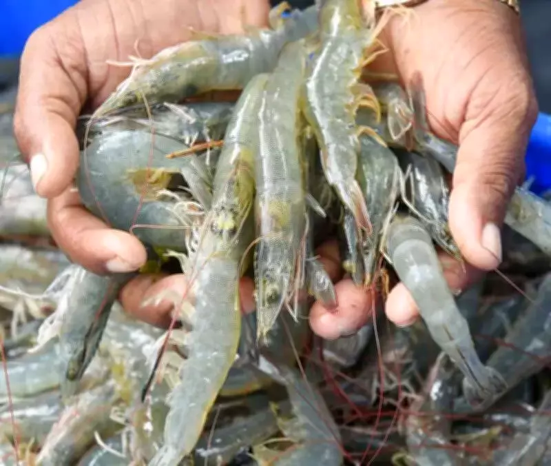 Sirsa Emerges as National Shrimp Farming Hub, Says Union Fisheries Secretary
