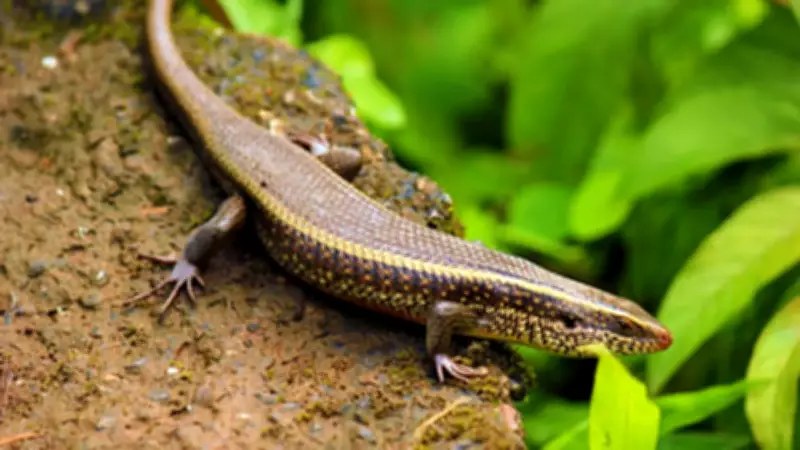 Skink Lizards: Harmless Garden Helpers Crucial for Ecological Balance