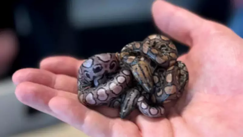 Snake Named Ronaldo's Second Virgin Birth Stuns Scientists in Rare Case