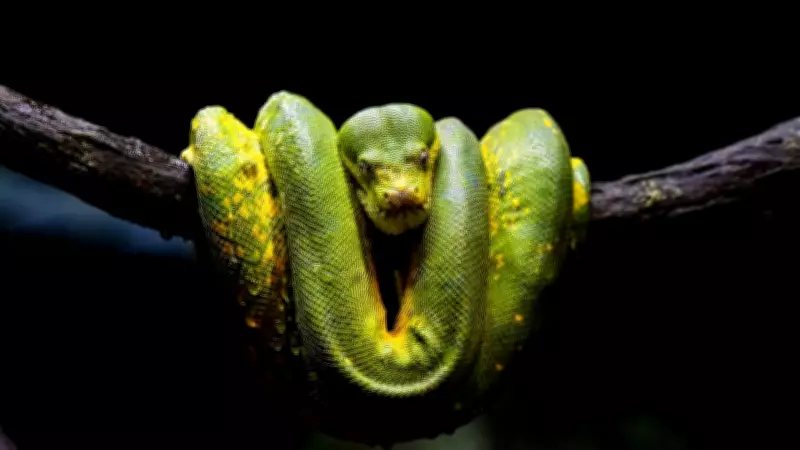 Snake on Hiking Trail Shows Everyday Australian Attitude