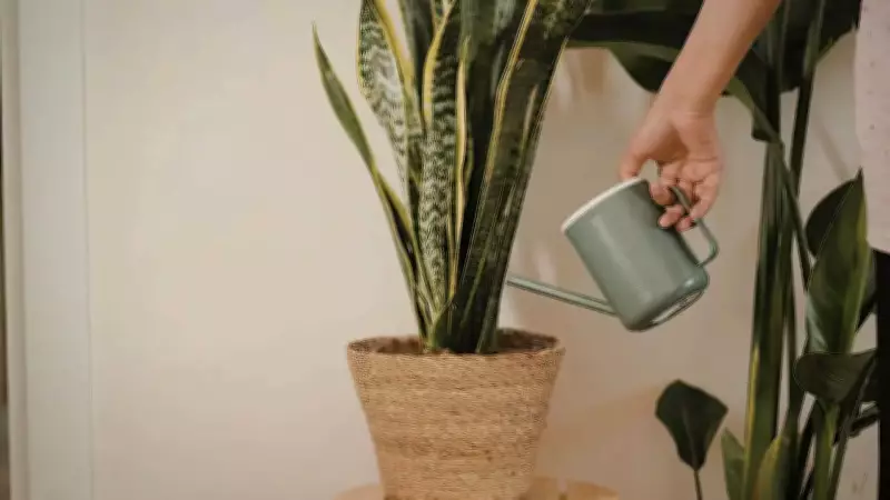 Snake Plants and Snakes: Debunking the Common Myth About Attraction